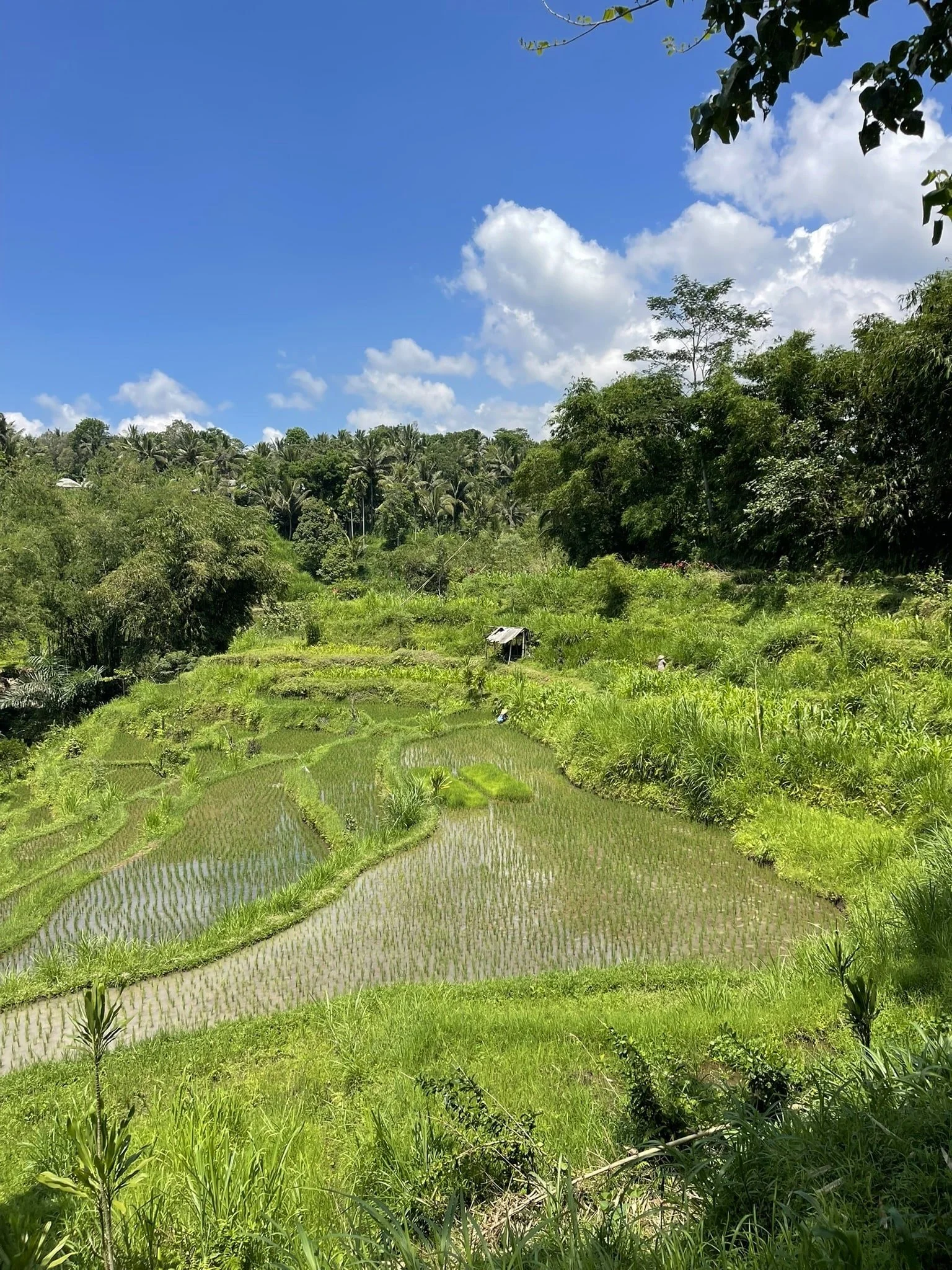 Tetebatu Walking Tour